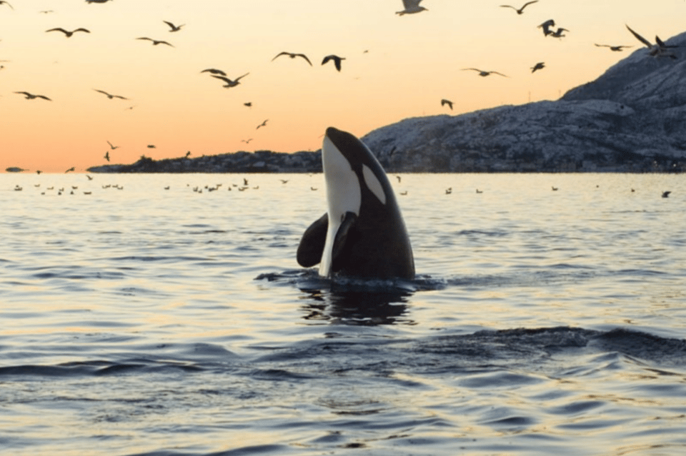 From Tromsø: Skjervoy Whale Watching RIB Boat Tour - Customer Experiences and Ratings