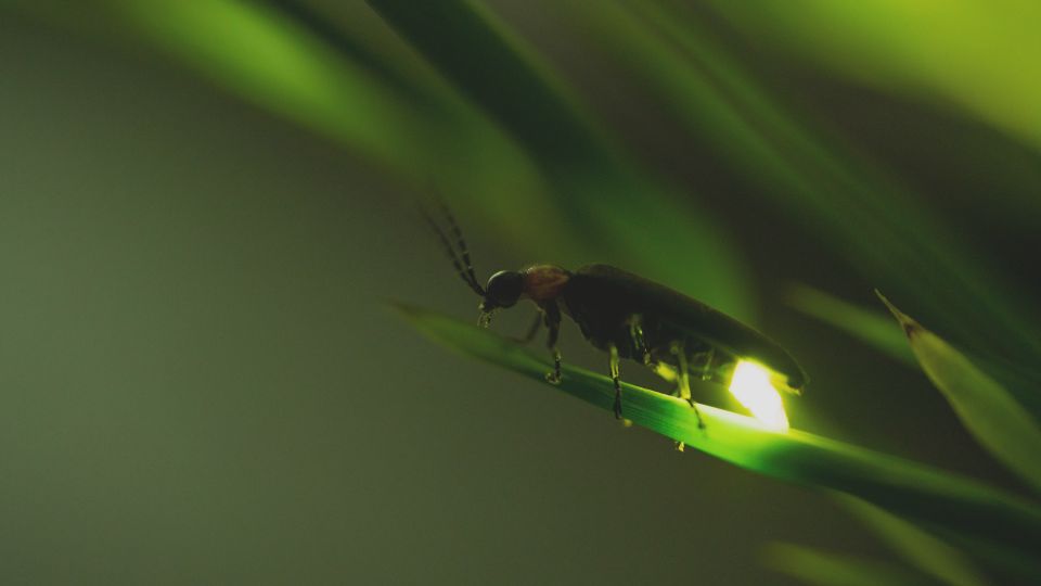 From Ubud: Evening Firefly Tour in Taro Village - Key Points