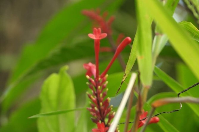 Full-Day Tour: El Yunque, Luquillo Beach, Bio Bay Night Kayaking - Tour Overview and Highlights