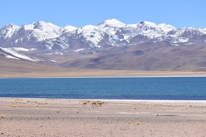 Full Day Tour Piedras Rojas Altiplanic Lagoons Chaxa Lagoon - Itinerary Highlights