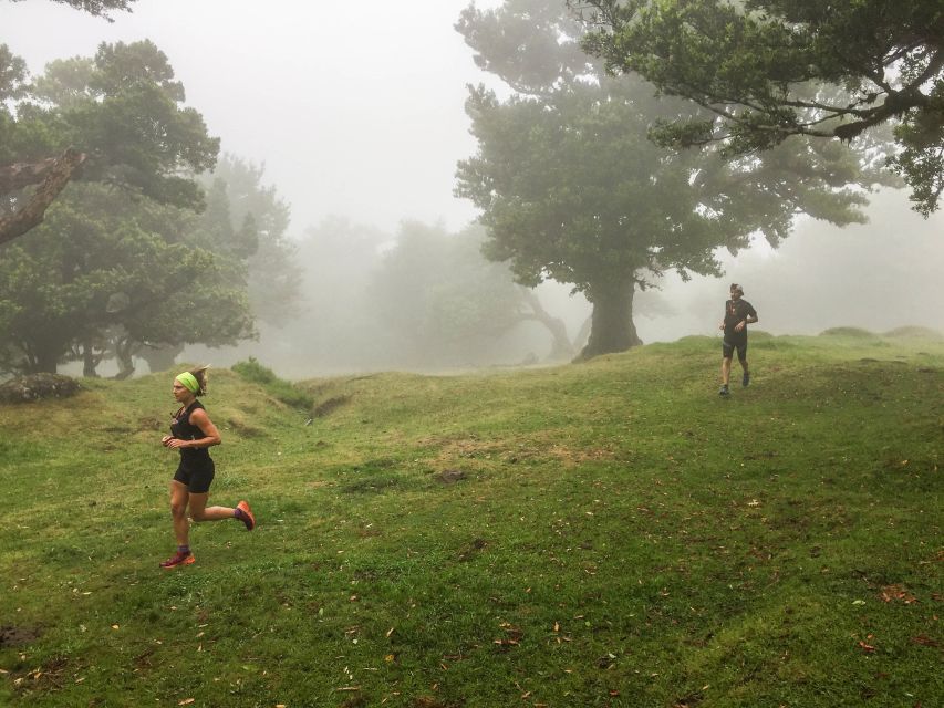 Funchal: Fanal Ancient Forest Running Tour - Key Points