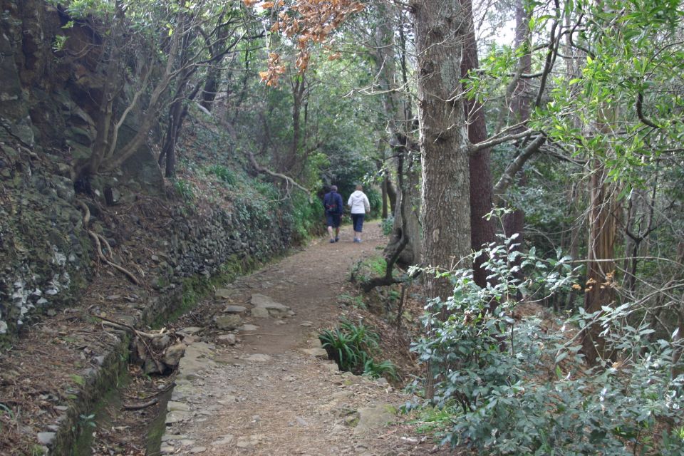 Funchal: Sea and Mountain Views Hidden Forest Hike - Key Points