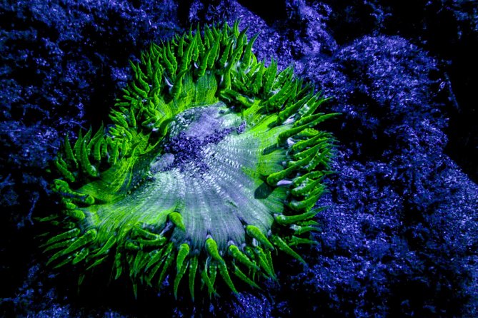 Glow Night Diving - Key Points