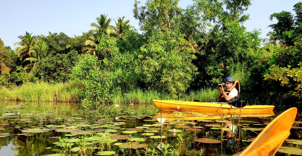 Goa: Backwaters and Mangrove Kayaking Experience - Key Points