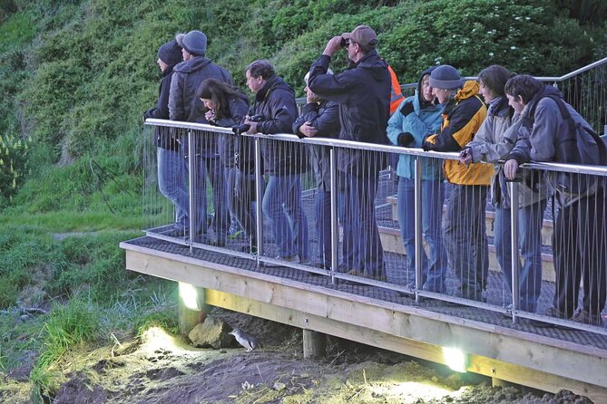 Guided Evening Penguin Viewing Otago Peninsula, Dunedin, New Zealand - Tour Highlights