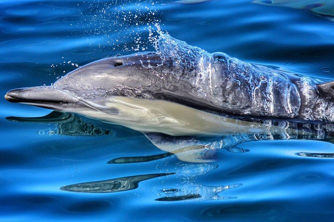 Half Day Dolphin Watching Cruise (Departing From Rotorua) - Key Points