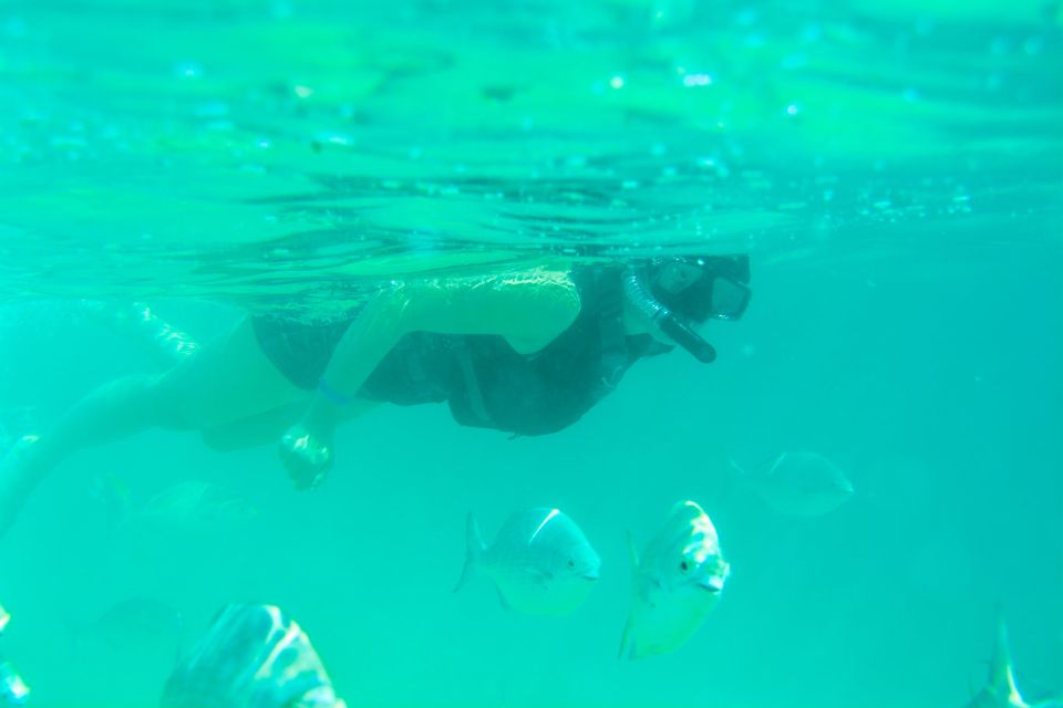 Half Day Guided Snorkel Tour in Los Cabos