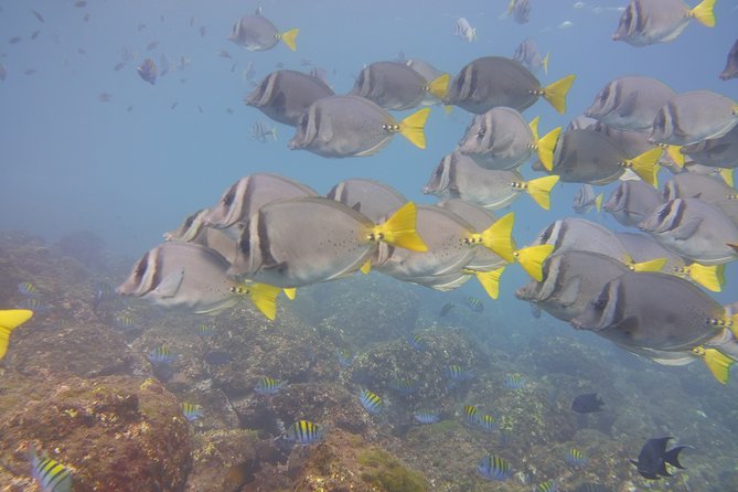 Half-Day Snorkeling Experience in Tamarindo - Key Points