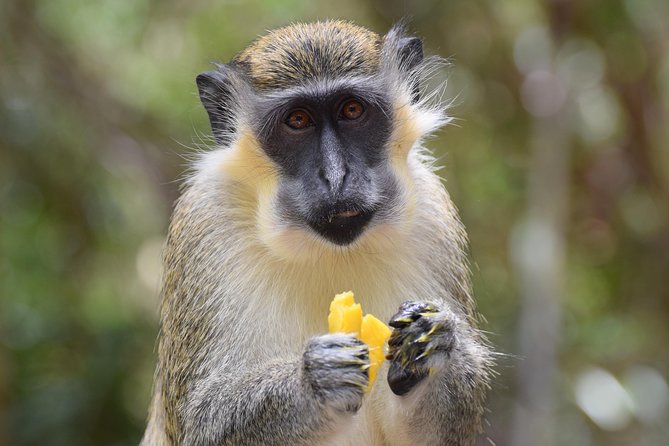 Half Day Tour: St Nicholas Abbey and The Barbados Wildlife Reserve - Tour Overview