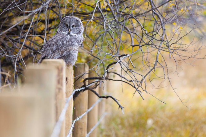 Half-Day Wildlife Safari Tour in Grand Teton National Park - Wildlife Viewing Opportunities