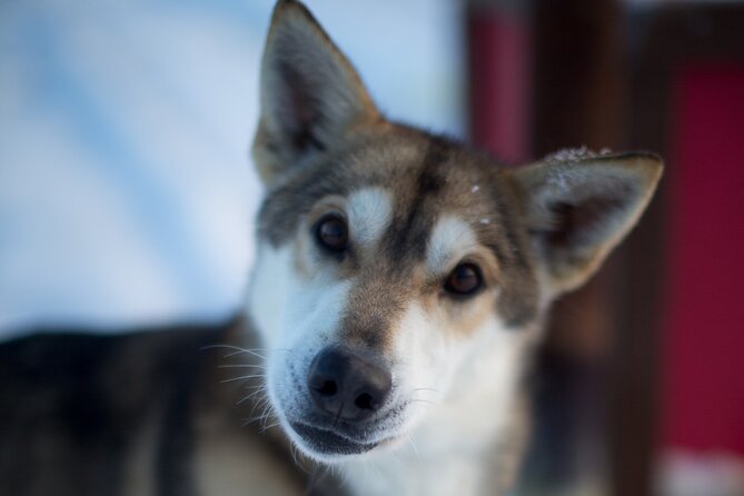 Helicopter Glacier Dogsled Tour + Lower Glacier Landing - ANCHORAGE AREA - Key Points