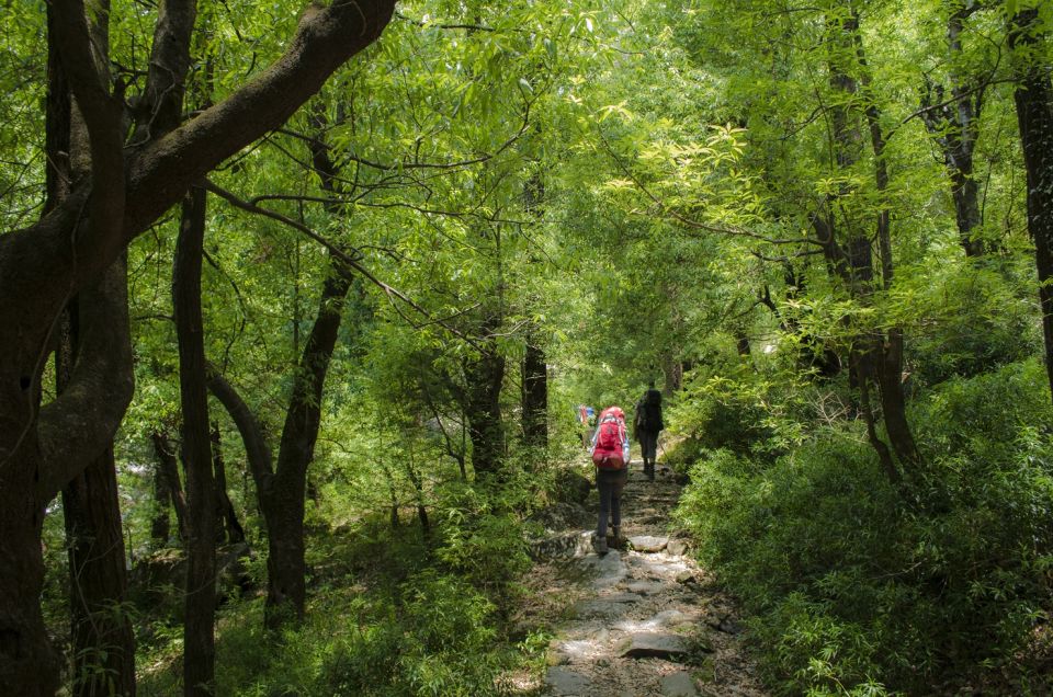 Hiking Day Tour to Triund From Dharamshala - Key Points