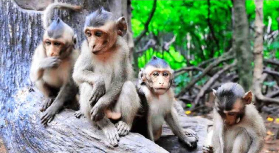 Ho Chi Minh: Private Eco Tour to Can Gio Mangrove Forest - Key Points