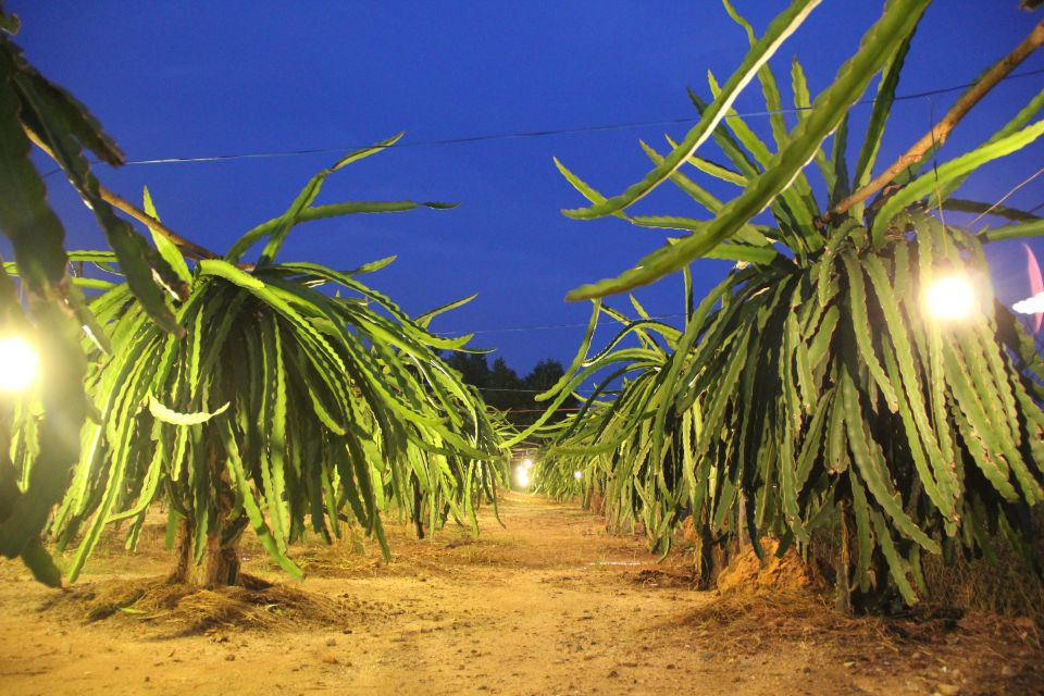 Ho Coc Beach, Nature Reserve & Dragon Fruit Farm Day Tour - Overview of the Tour