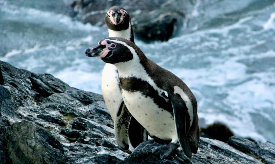 Horseback Riding, Penguins, Winery, Alpacas & Cowboy BBQ - Key Points