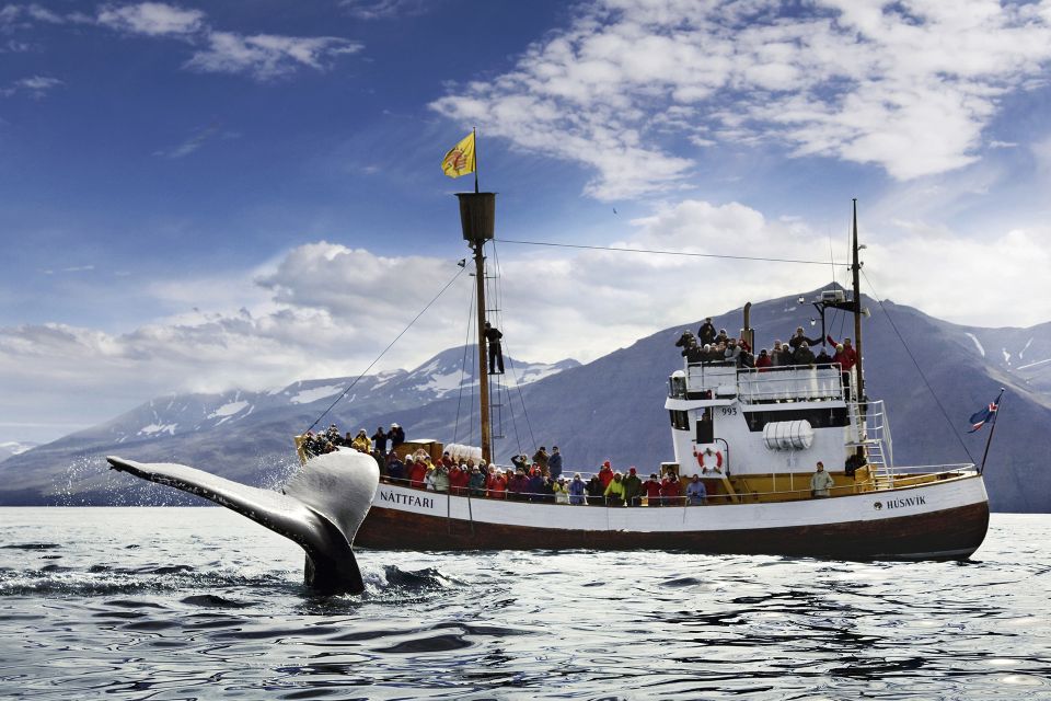 Húsavík: Whale-Watching Cruise and Puffins Guided Tour - Key Points