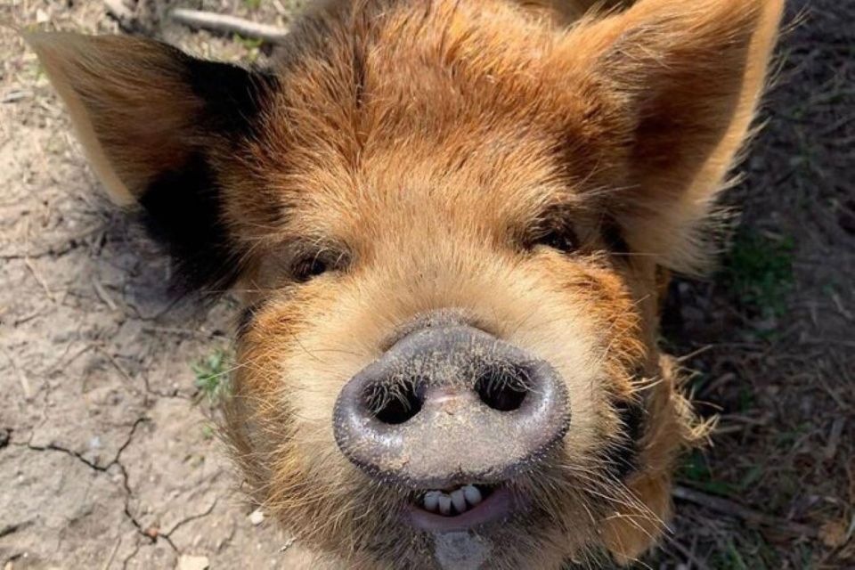 Hutto: Kunekune Pig Farm Tour - Key Points