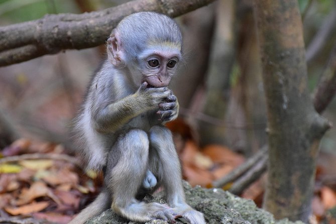 Island Adventure Harrisons Cave & Monkey Feeding Group Tour or Private Tour - Tour Overview and Highlights