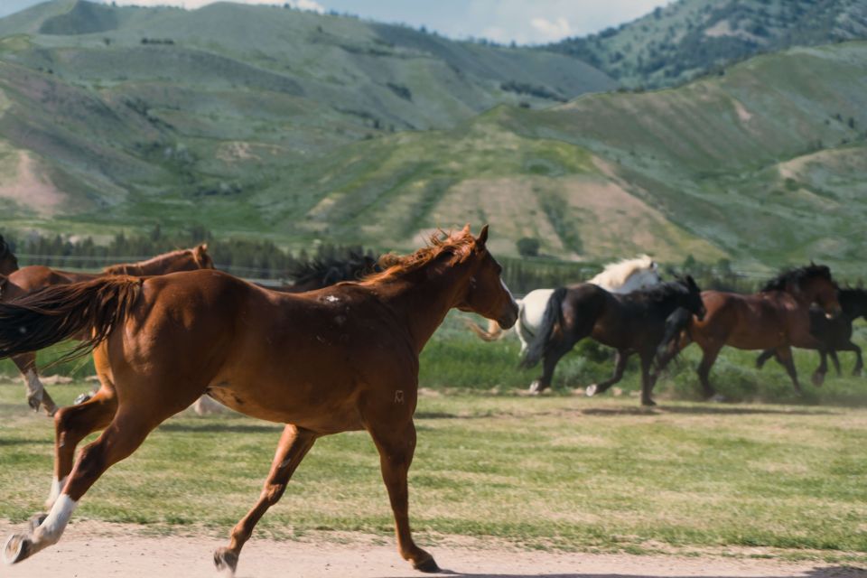 Jackson Signature 1/2 Day Ride Horseback Tour With Lunch - Key Points