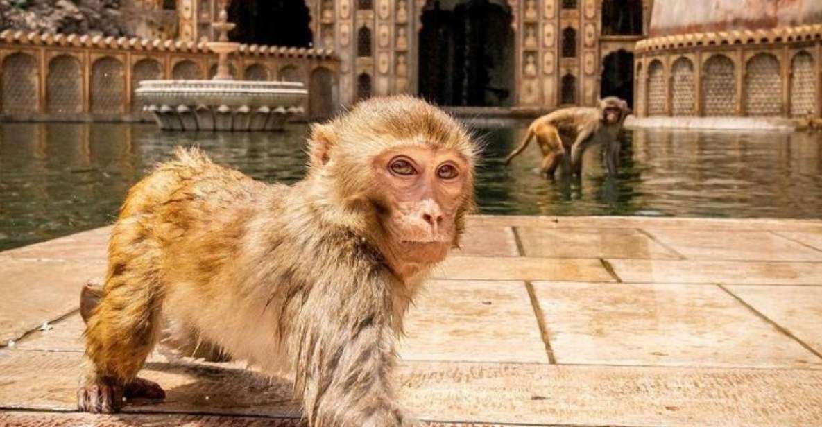 Jaipur Sightseeing Tour With Monkey Temple (Galta Ji Temple) - Key Points