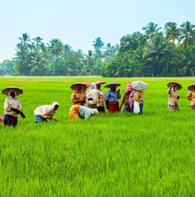 Jatiluwihs Rice Field Terraces: A Scenic Self-Guided Audio - Key Points