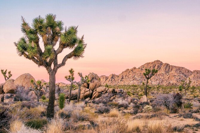 Joshua Tree National Park Offroad Tour - Key Points