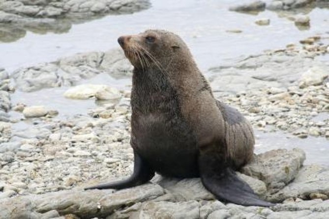 Kaikoura Albatross Encounter Tour From Christchurch - Key Points