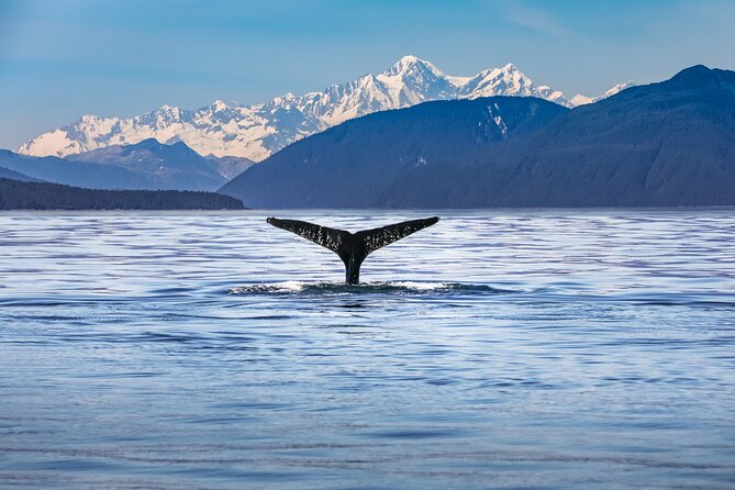 Kaikoura Day Tour With Kayak Experience From Christchurch - Key Points