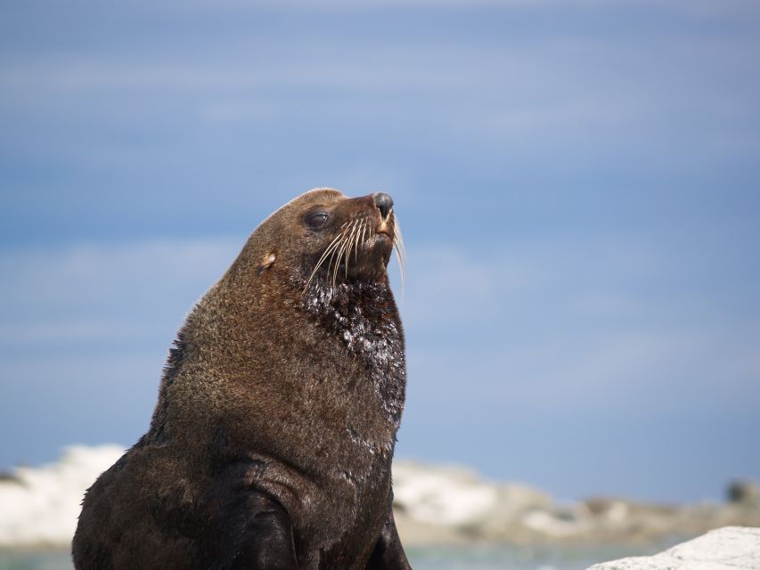 Kaikoura: Guided Family Kayaking Adventure - Key Points