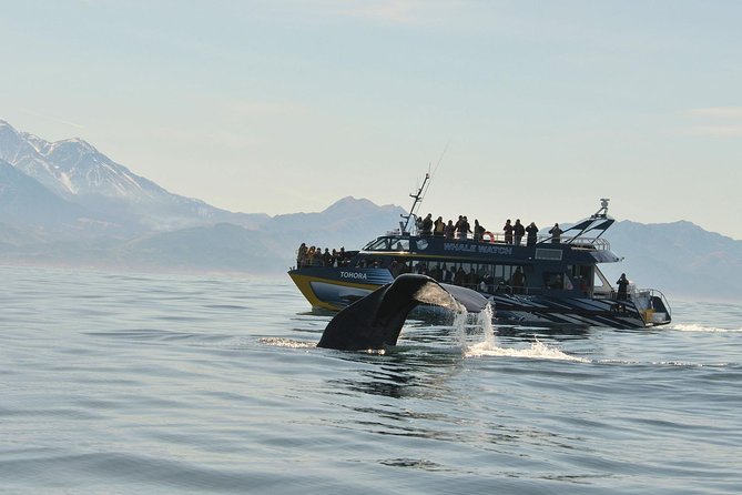 Kaikoura Whale Watch Day Tour From Christchurch Including Coastal Pacific Train