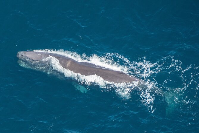 Kaikoura Whales - Key Points