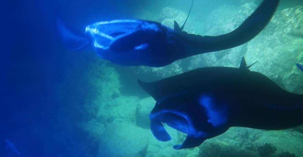 Kailua-Kona: Manta Ray Night Snorkel With Wetsuit - Key Points