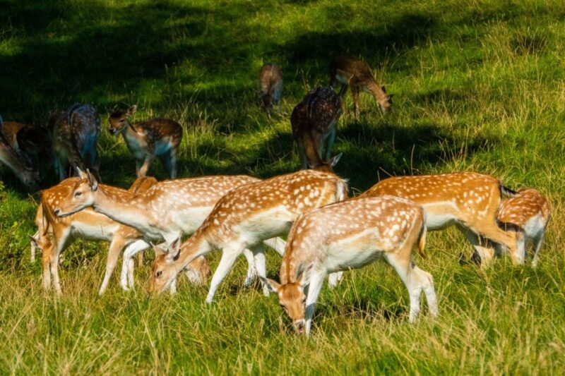 Kathmandu: 3-Day Wildlife, Culture and Jungle Safari Tour - Key Points