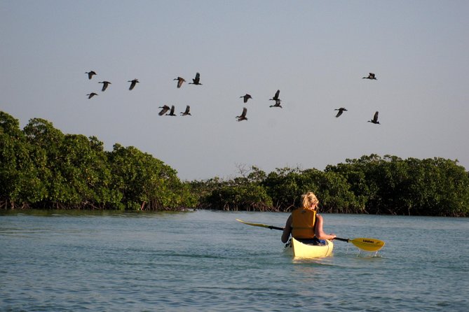 Kayak Eco Tour - Overview of the Kayak Eco Tour