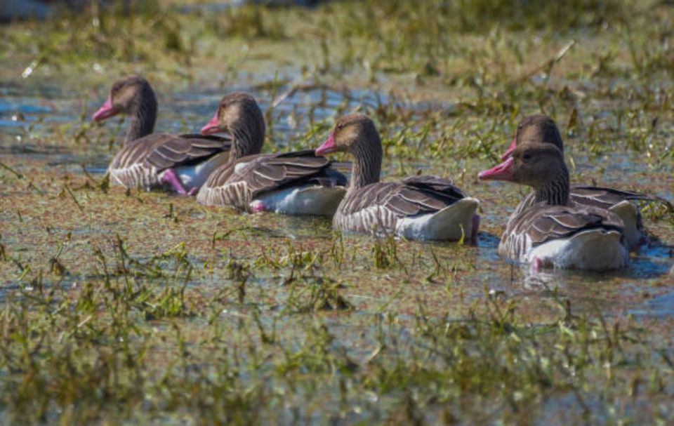 Keoladeo Bird Sanctuary Day Trip From Jaipur via Chand Baori