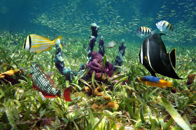 Key West Sunset Snorkel With Unlimited Draft Beer & Wine - Key Points