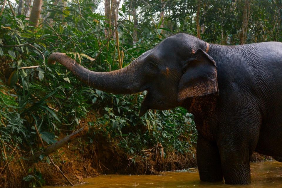 Khao Lak: All-Day Elephant Sanctuary Experience Small Groups - Key Points