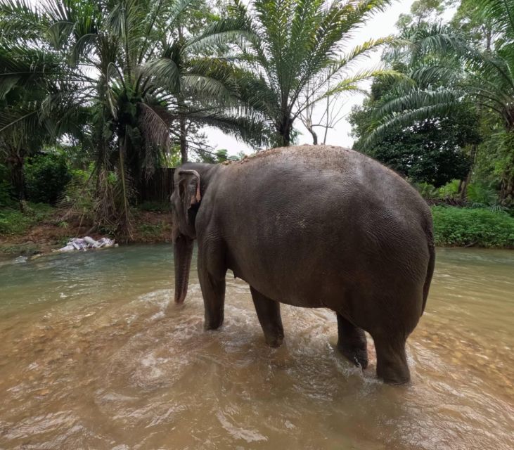 Khao Lak Ethical Elephant Sanctuary Overnight Program - Key Points