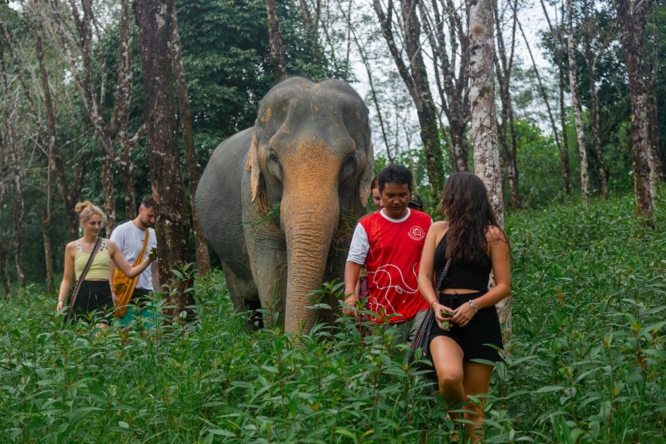 Khaolak: Sunset Elephant Walk With Complimentary Cocktail - Key Points