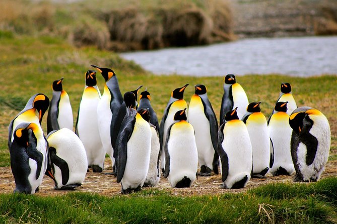 King Penguin - Tierra Del Fuego Island - Key Points