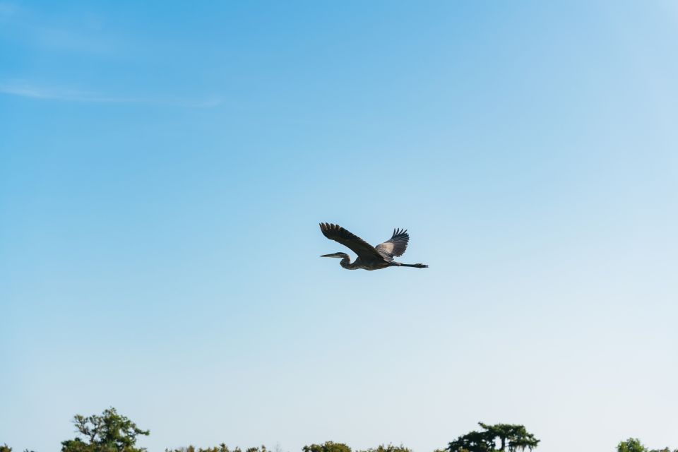 Kissimmee: 1-Hour Airboat Everglades Adventure Tour - Key Points