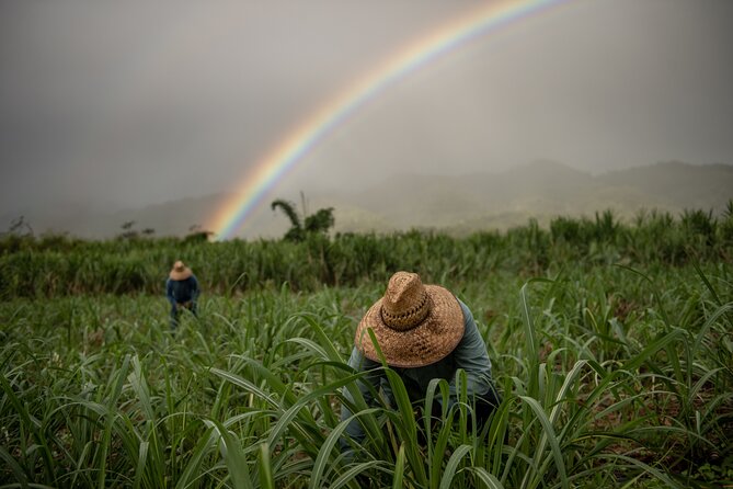 Ko Hana Rum Tour and Tasting - Tour Experience Highlights