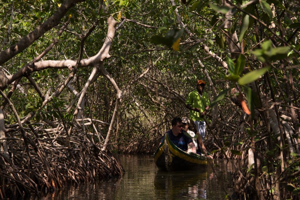 La Boquilla: 3-Hour Canoe Tour Through the Mangroves - Key Points
