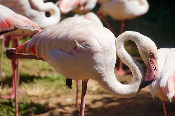 Lagos Zoo Admission Ticket - Key Points