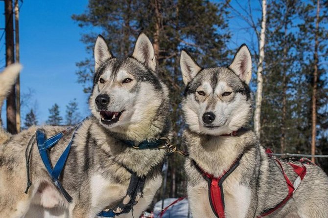 Lapland Reindeer and Husky Safari From Levi - Good To Know