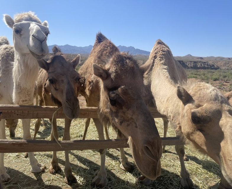 Las Vegas: Desert Camel Ride - Key Points