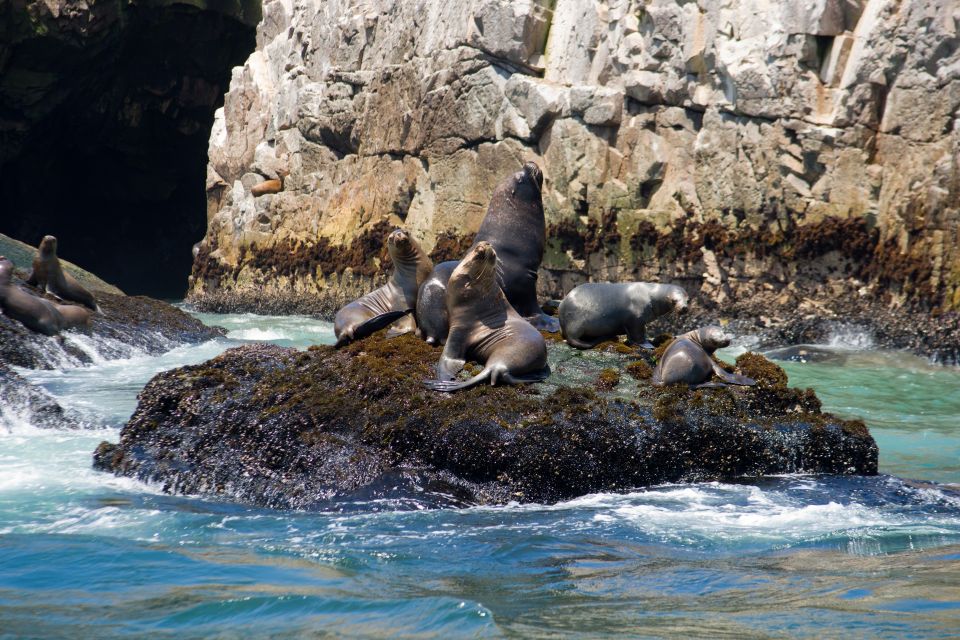 Lima: Sea Lion Swim and Wildlife Palomino Islands Cruise - Key Points