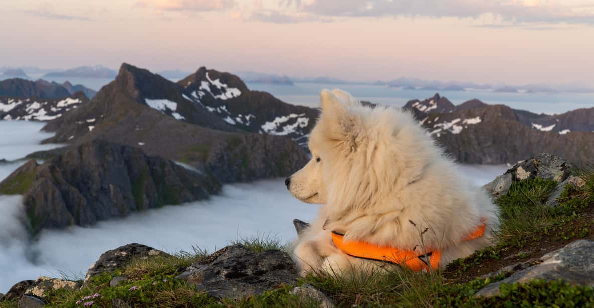 Lofoten Islands: Hiking Into the Wilderness - Guided Tour - Good To Know