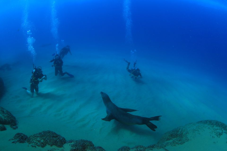 Los Cabos 3-Hour Certified Scuba Diving Tour - Key Points