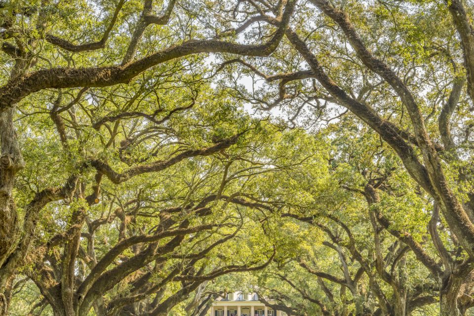 Louisiana Plantation Country Half-Day Tour - Key Points